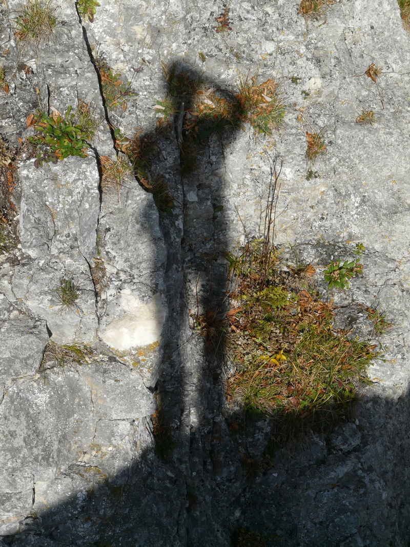 light, outdoors, old, person, hispanic, rough, photographer, lichen, textured, cinematographer, bark, photograph, growth, tree trunk, rock - object, replica