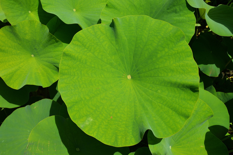 Botany, beauty In Nature, day, garden, close, tranquility, Exotic, close-up, plant, summer, lily, Leaf, leaves, nature, photo, green Color, vulnerability