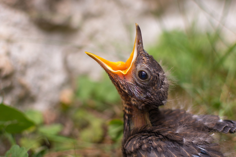 songbird, vertebrate, side view, close-up, nature, young bird, beak, chicken, feather, outdoors, mouth open, hunger, young animal, eyes, selective focus