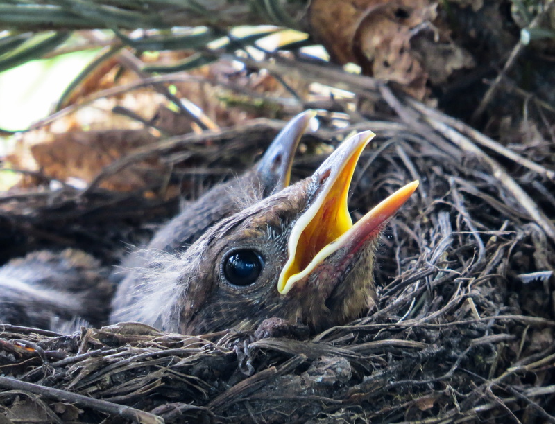 animal head, bill, black, songbird, mouth, no people, outdoors, young animal, young birds, chicks, bird, hatching, focus on foreground, blackbird, vertebrate