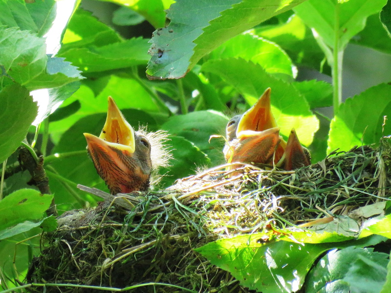 close-up, animal wildlife, animal themes, bird, animal nest, hunger, beginnings, nature, leaf, animal, vulnerability, bird young, day, plant, hungry, young birds
