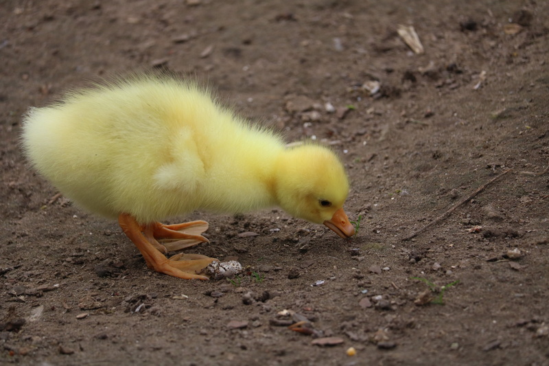 bill, duck, woman, animal themes, domestic animals, no people, poultry, duckling, animal, sweet, animal wildlife, geese, feather, young, 4K, small, chicken - bird