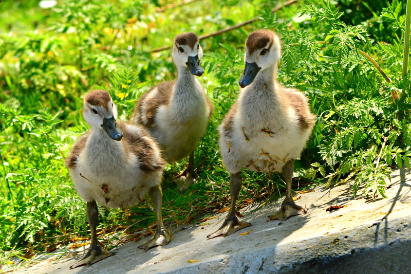 standing, down, gosling, goose, young, 4K, wildlife, vertebrate, animal family, three animals, grass, animal wildlife, nile goose, young bird, duck, nature