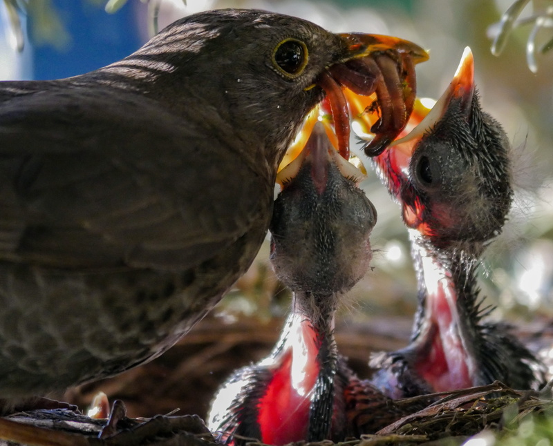 birds, outdoors, focus on foreground, mouth, nature, young, hatching, two animals, no people, bird, bird breeding, feeding, animal wildlife, hunger, blackbird