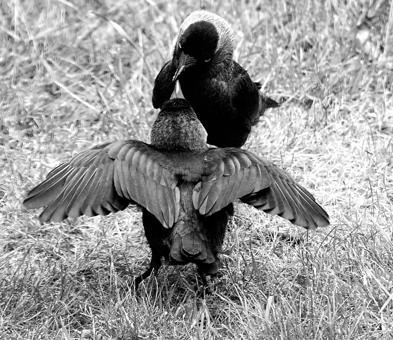 grass, two animals, hunger, wildlife, day, animals in the wild, land, jackdaw, spread wings, animal wildlife, bird, photography, black And White, flapping