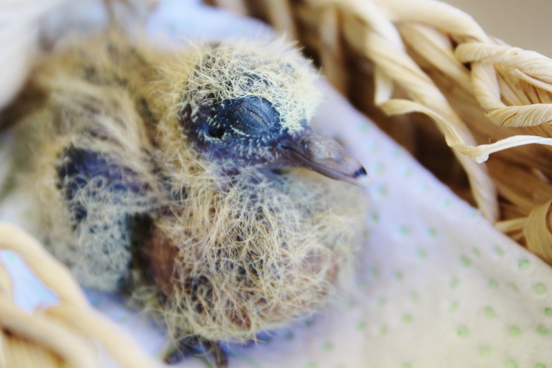 nest, day, favor, lost, young animal, animal, birds nest, young bird, one animal, indoors, animal wildlife, young birds, animal themes, selective focus