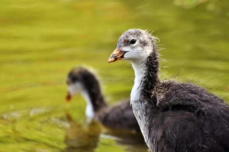 animal head, feather, beak, animal, pond, animal family, coot, vertebrate, gosling, animals in the wild, water, day, close-up, group of animals, nature