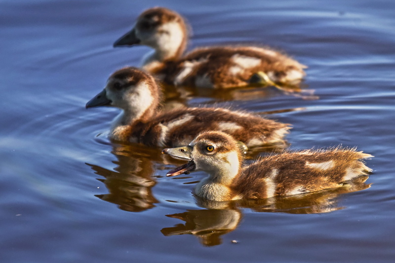 water, lake, young animal, reflection, fluff, down, group of animals, animal themes, river, nature, 2K, animal wildlife, waterbird, medium group of animals