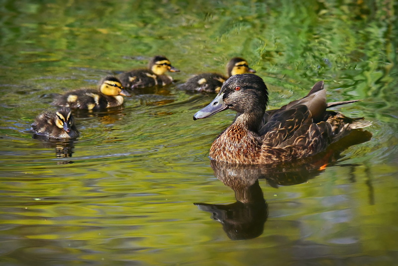 young bird, water, poultry, group of animals, mallard duck, young animal, flock of birds, chick, bird, animal, feather, lake, animal wildlife, swimming