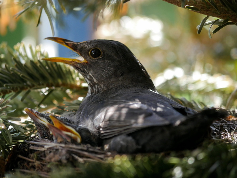 animal, plant, no people, animals, focus on foreground, looking, bird breeding, blackbird young, breed, animal wildlife, hatching, bird, perching, close-up