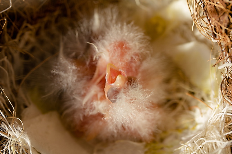 animal themes, mammal, freshly hatched, eyes closed, bill, hunger, close-up, day, selective focus, vertebrate, birds nest, domestic animals, fluff, outdoors