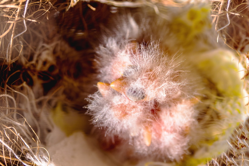 mammal, eyes closed, softness, young bird, outdoors, canary chicks, birds nest, nest, no people, fluff, animal, plant, beauty in nature, blind, vertebrate