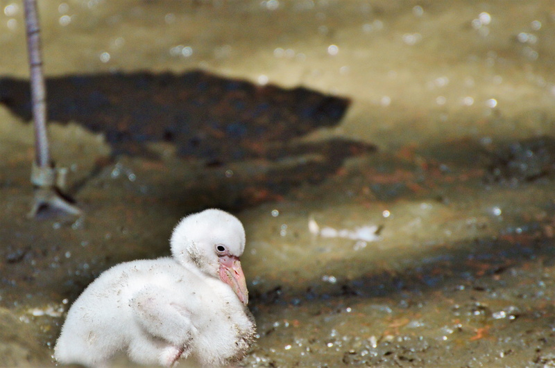 nature, bird, chicks, animal, tiergarten, young flamingo, cygnet, feather, bill, pink, grey, vertebrate, water, 4K, birds, one animal, exotic bird, plumage