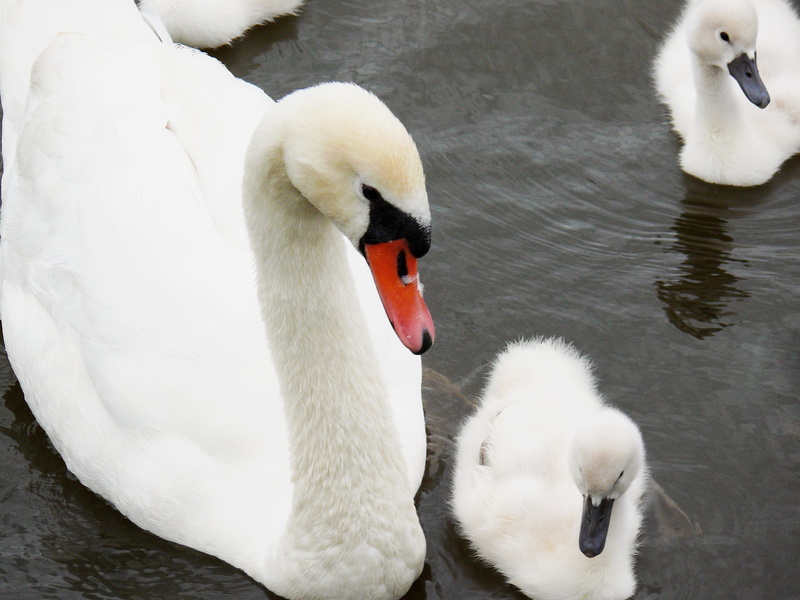 bill, cygnet, swimming, swim, animal family, waterfowl, pride, no people, floating on water, white, swans, bird, care, cute, plumage, white color, gooseneck