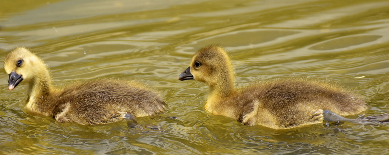 animal themes, food, animal wildlife, bird, vertebrate, group of animals, waterfront, duckling, gosling, spring, swimming, goslings, animal world, ducks