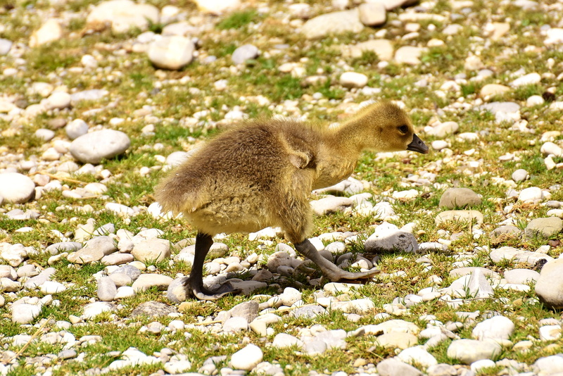 side view, day, creature, bird, plumage, herbivorous, full length, nature, animal themes, outdoors, vertebrate, field, chicks, bill, cold temperature, sunlight