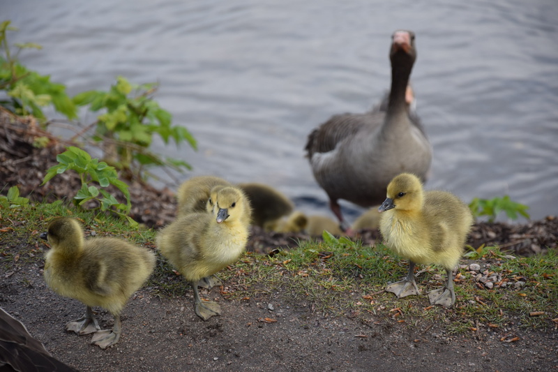 goslings, Geese, vertebrate, wild geese, young animal, wild goose, migratory birds, animals in the wild, birds, day, Animal, feather, group of animals