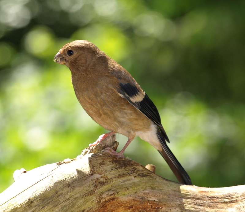 2K, day, sparrow, animal wildlife, young, songbird, bill, tree, close-up, Blood, full length, bird young, perching, profile view, Gimpel, wood - material