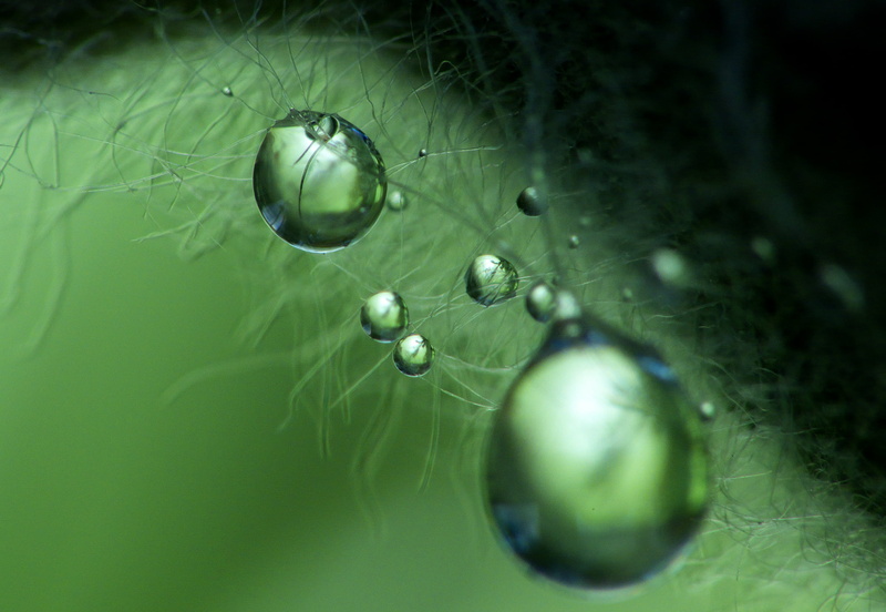 macro, eau, water droplets, 2K, fleur, Ne, photography, nature, zoom, fil, alpha, droplets, centaure, closeup, Award, du, closeup photography, vert, qu