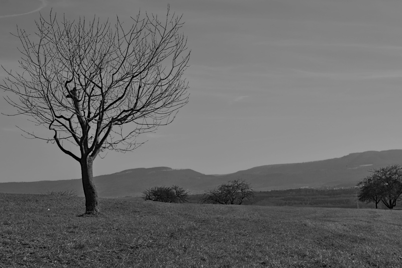 monochrome, tranquil scene, hill, beauty in nature, bird, bare tree, scenics - nature, tree, remote, non-urban scene, sycamore, outdoors, environment, grassland