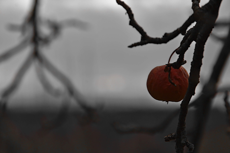 tree, handrail, branch, food and drink, 4K, growth, twig, pomegranate, banister, day, plant, citrus fruit, veins, focus on foreground, apricot, food, persimmon