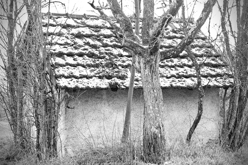 house, land, shelter, tree trunk, brick, no people, abandoned, branch, monochrome, 4K, germany, cottage, tranquility, building, growth, tree, countryside