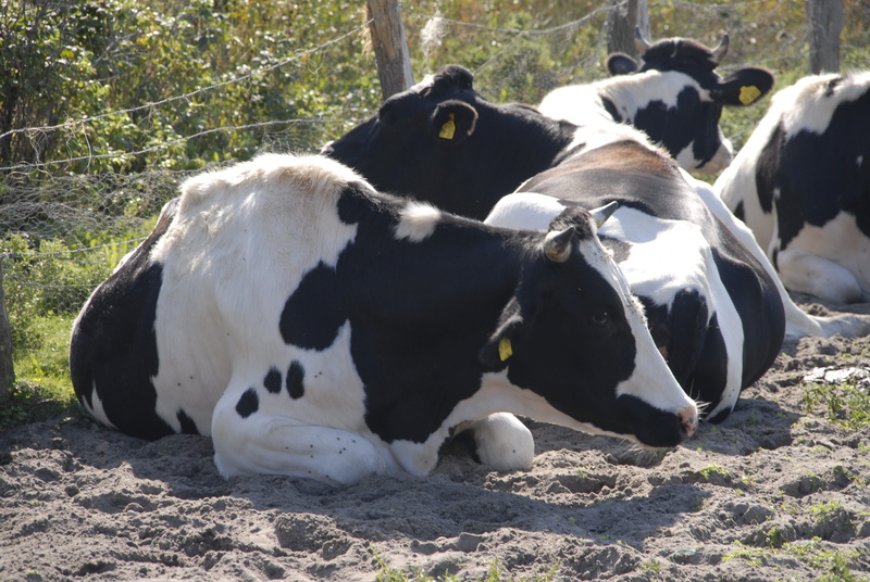 vertebrate, land, cow, animal, agriculture, field, group of animals, cows, pets, livestock, outdoors, domestic cattle, no people, mammal, nature, herbivorous