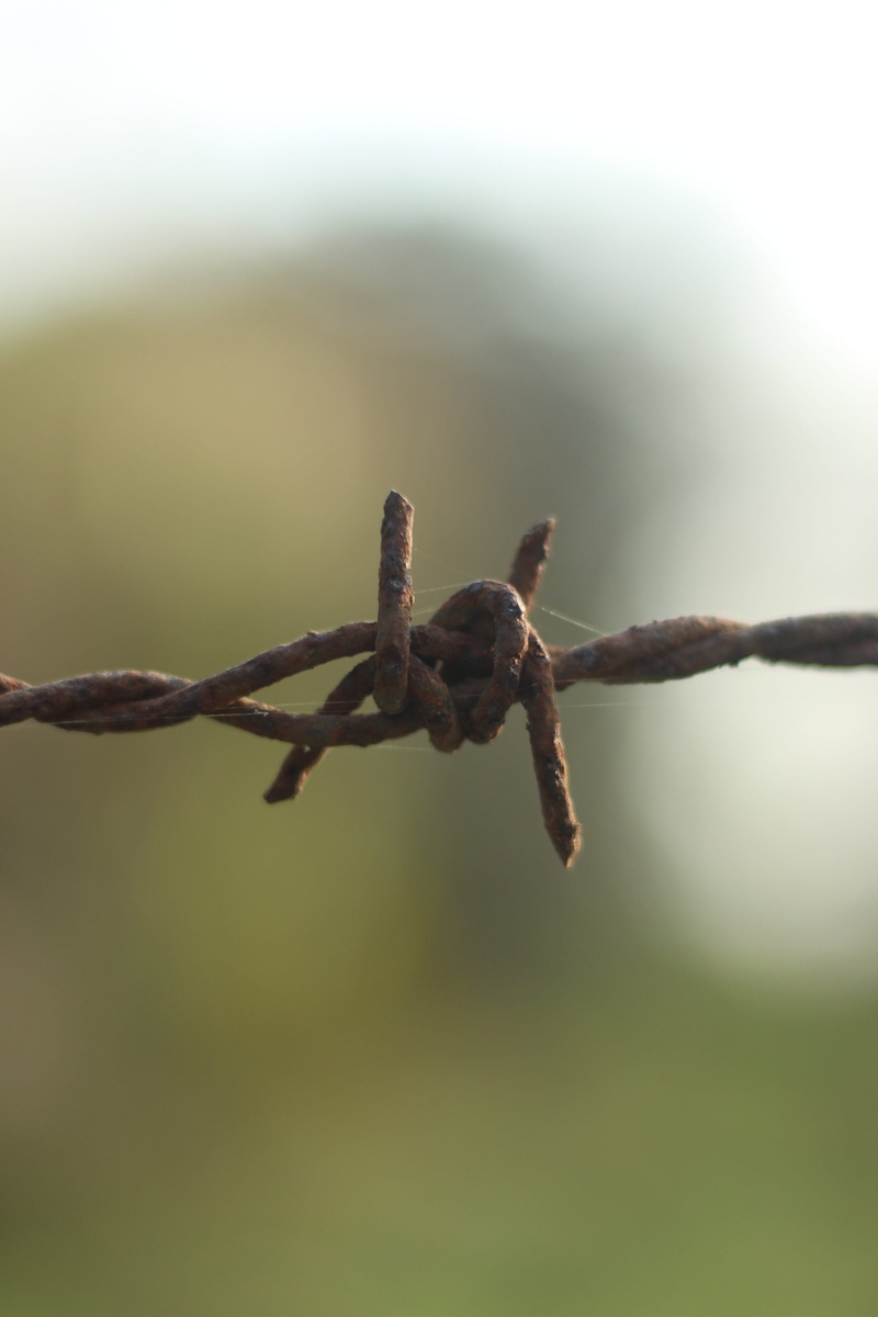 selective focus, twig, barbed wire, photographic, camera, growth, creative, picture, safety, vintage, pixabay, shot, shoot, 5K, plant, no people, objective
