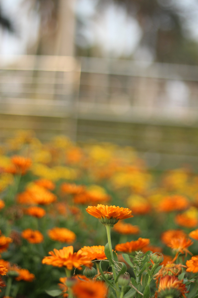mauryan pentool, passion, shoot, shot, botany, picture, pic, inflorescence, objective, focus on foreground, outdoors, fragility, creative, beauty in nature