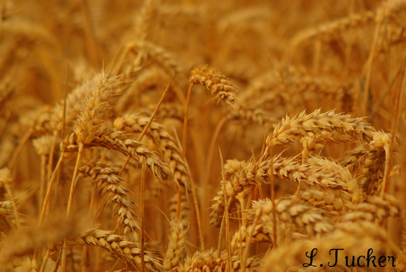summer, Views, yellow, rural Scene, Photo, ripe, cereal Plant, 2K, wheat, seed, nature, harvesting, brown, Manual, crop, Wheat  Field, field, barley, Bath