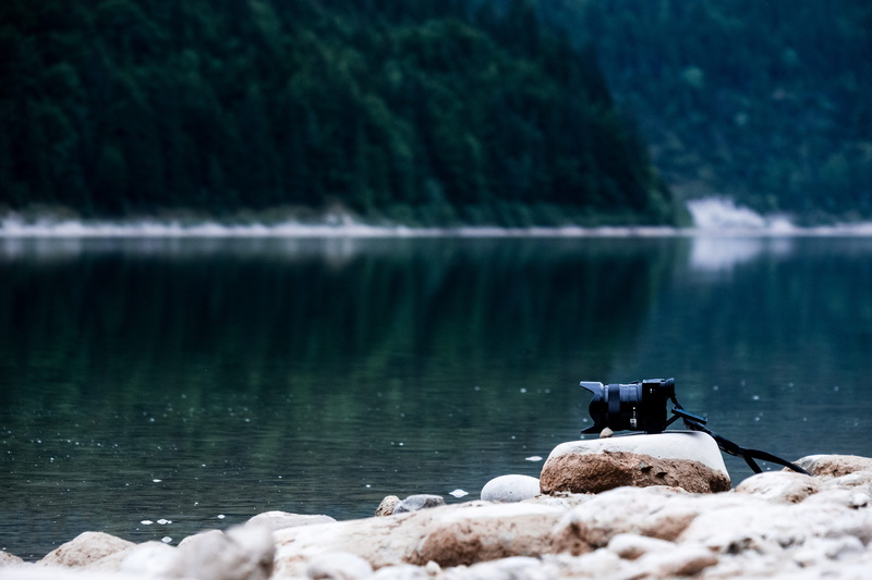 animals in the wild, day, green, mammal, no people, forest, photo, shore, vertebrate, lake, digital camera, plant, solid, daytime, body, rock, 5K, camera