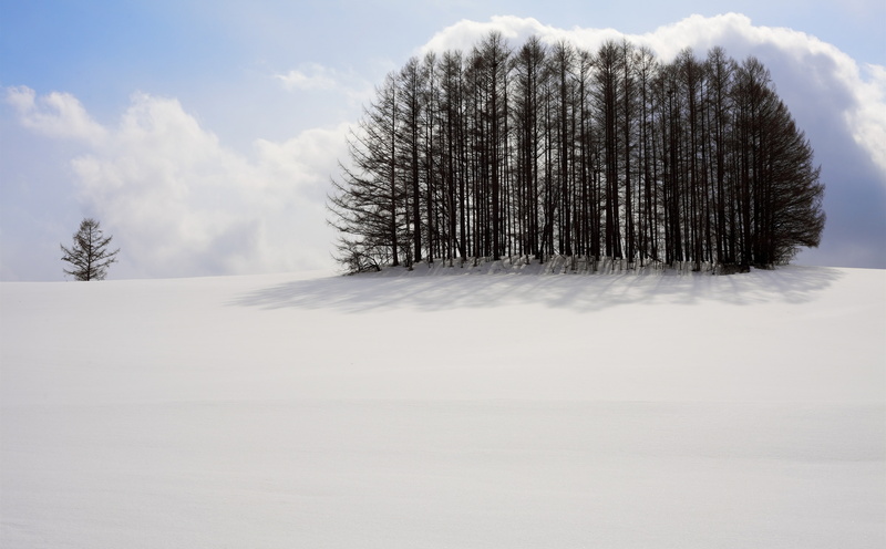 5K, Landscape, Tranquility, White, Snowy, 5dmarkii, Japan, hokkaido, Snow, clump, Calm, Cold, Scenery, Nature, Nobody, Seasons, Outdoors, Trees, biei