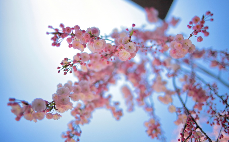 low angle view, freshness, flower, snapseed, cherry, kmount, canon, mountadapter, 5K, Japan, sky, flowering plant, 5dmarkii, flower head, beauty in nature