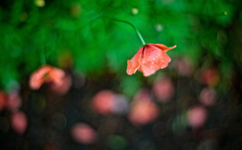 growth, Flower, selective focus, Outdoors, Water, inflorescence, poppies, flower head, canon, freshness, close-up, petal, Aero, Japan, fragility, red, pentacon