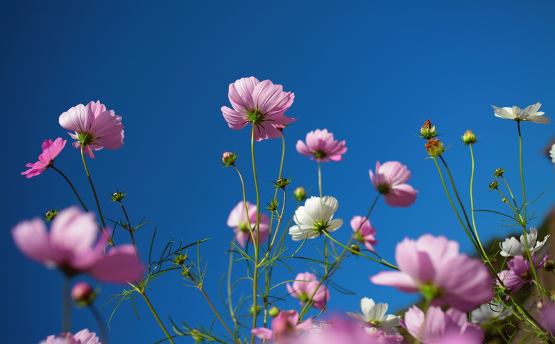 plant, bokeh, canon, pink color, inflorescence, 5dmarkii, fragility, freshness, Nature, vulnerability, blue, Blossom, no people, flowering plant, day, growth