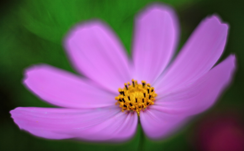 outdoors, no people, pollen, cosmos flower, petal, flowering plant, canon, inflorescence, pink, vulnerability, flower head, Flowers, bokeh, 5dmarkii, close-up