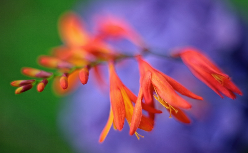 multicoating, Macro, close, Orange, selective focus, focus on foreground, nature, Crocosmia, fragility, Flowers, flowering plant, no people, flower head