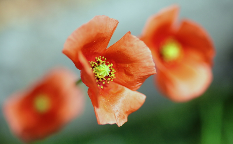 pkeos, orange color, close-up, Japan, bokeh, focus, Flowers, Poppy, petal, flowering plant, canon, 5K, tamron, plant, orange, vulnerability, growth, rayqual
