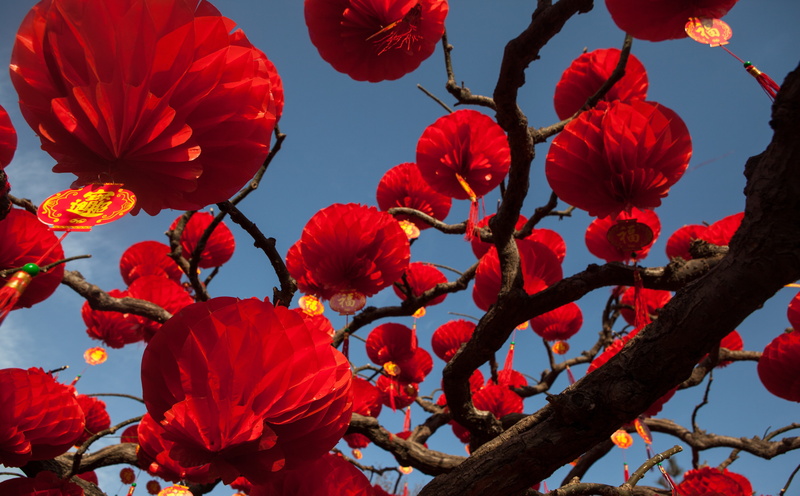 freshness, flowering plant, 5K, beijing, no people, springtime, paperlanters, day, outdoors, flower, branch, paper, China, petal, eos5dmarkii, Aero, low angle view