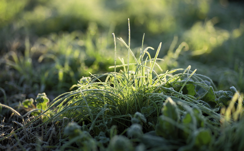 5K, Japan, mountadapter, rayqual, canon, Frost, leaf, bokeh, freshness, Outdoors, kmount, Aero, 5dmarkii, selective focus, food, land, food and drink