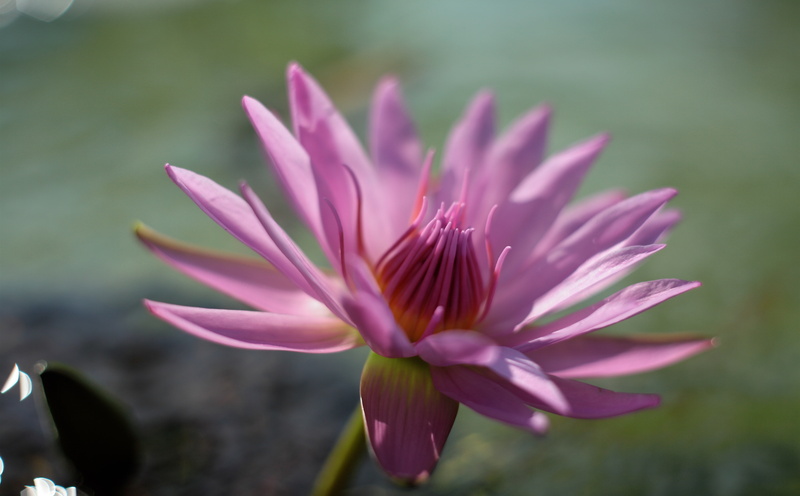 plant, pink, freshness, 5dmarkii, focus on foreground, Japan, Flower, pollen, no people, water, bokeh, Flowers, flower head, flowering plant, Nature, growth