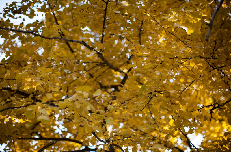 no people, Leaf, autumn collection, maple leaf, springtime, growth, change, natural condition, Yellow, Fall, canon, outdoors, ginkgo, focus on foreground