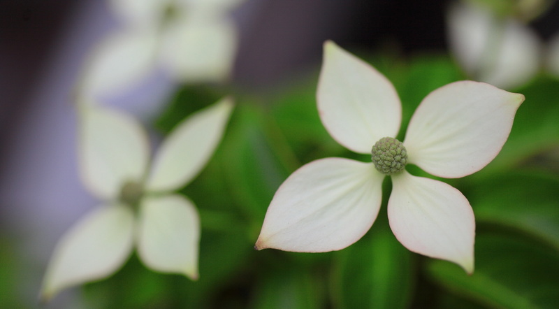 fragility, petal, 2K, Japanese, kamakura, flowering plant, bokeh, no people, flower, pollen, Flowers, vulnerability, whiteDogwood, Blossom, 5dmarkii, Nature