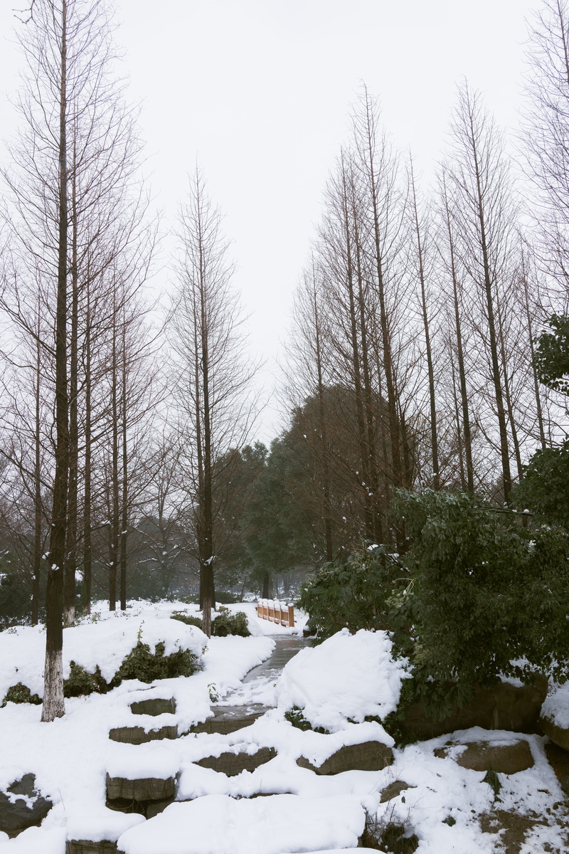 plant, suzhou, tree, no people, cold temperature, forest, covering, canon, ice, 35mm, day, zhangjiagang, nature, snow, sky, outdoors, land, china, bare tree