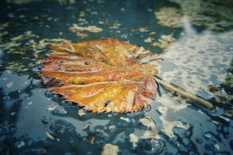nature, floating, water, HUAWEI, L17, P7, 4K, smartphone, autumn, yellow, Peach, Snapseed, leaf, dried, season, Wet