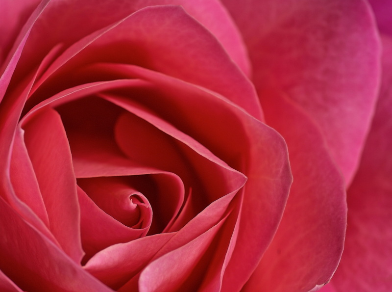 snapseed, inflorescence, rose, Aero, nature, full frame, red, vulnerability, bokeh, no people, plant, valentines day - holiday, flowering plant, close-up