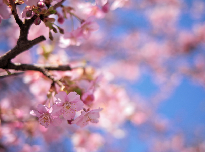 mountadapter, plant, softness, growth, 5dmarkii, Spring, tree, nature, rayqual, Japan, Season, 4K, pink color, fragility, day, purple, Outdoors, snapseed