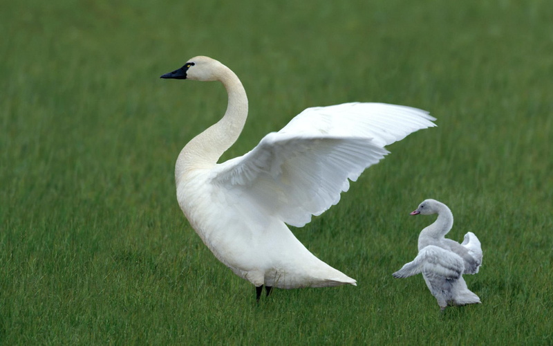 baby, swan, white, birds, animals, flying, 1080P, grass