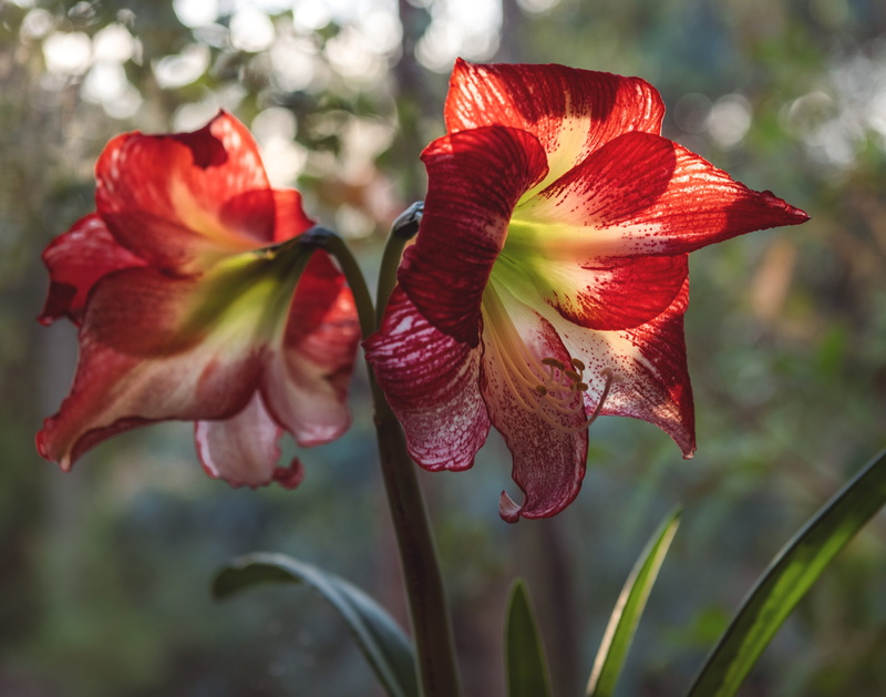 gladiolus, 5K, lily, pollen, focus on foreground, plant, plants, vulnerability, flowering plant, flora, close-up, nature, flower head, united states, two