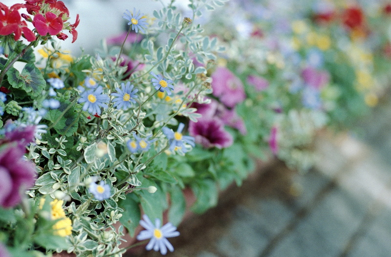 2K, Outdoor, Colorful, Pentax, kmount, bokeh, silverfast, tumblr, Vista, Flowers, Blossom, Japan, Vintage, epson, Film